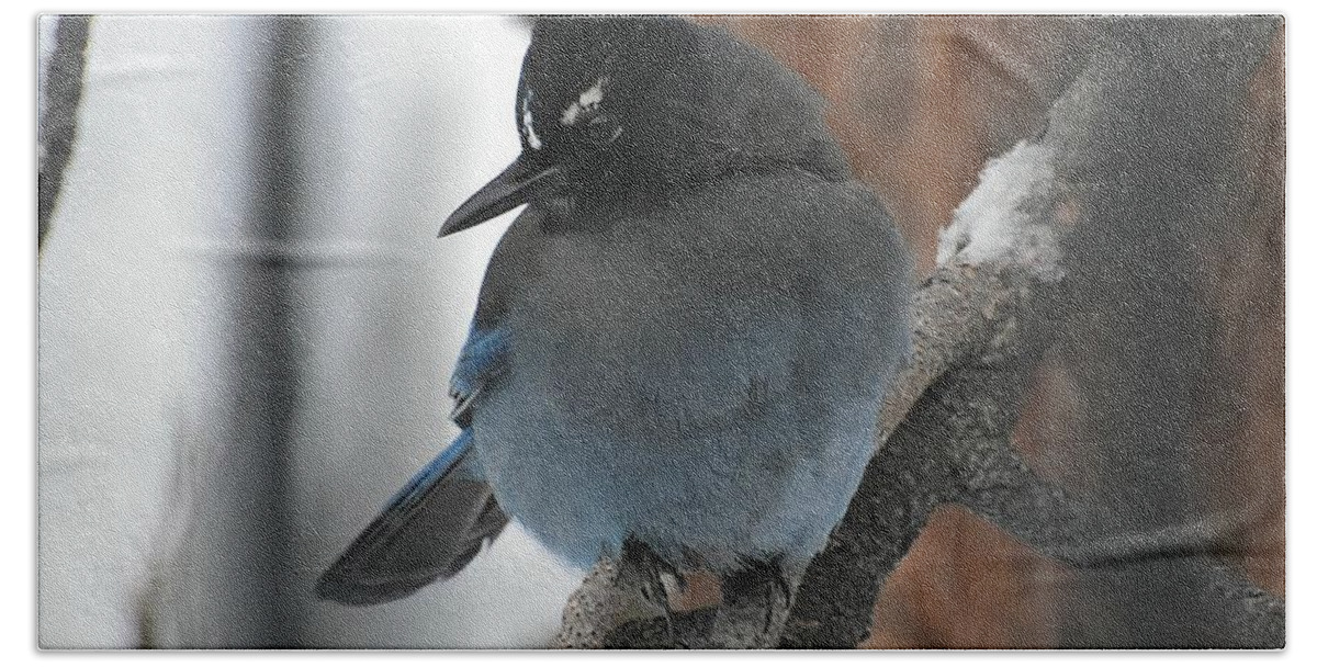 Stellar's Jay Hand Towel featuring the photograph Stellar's Jay in Pine by Dorrene BrownButterfield