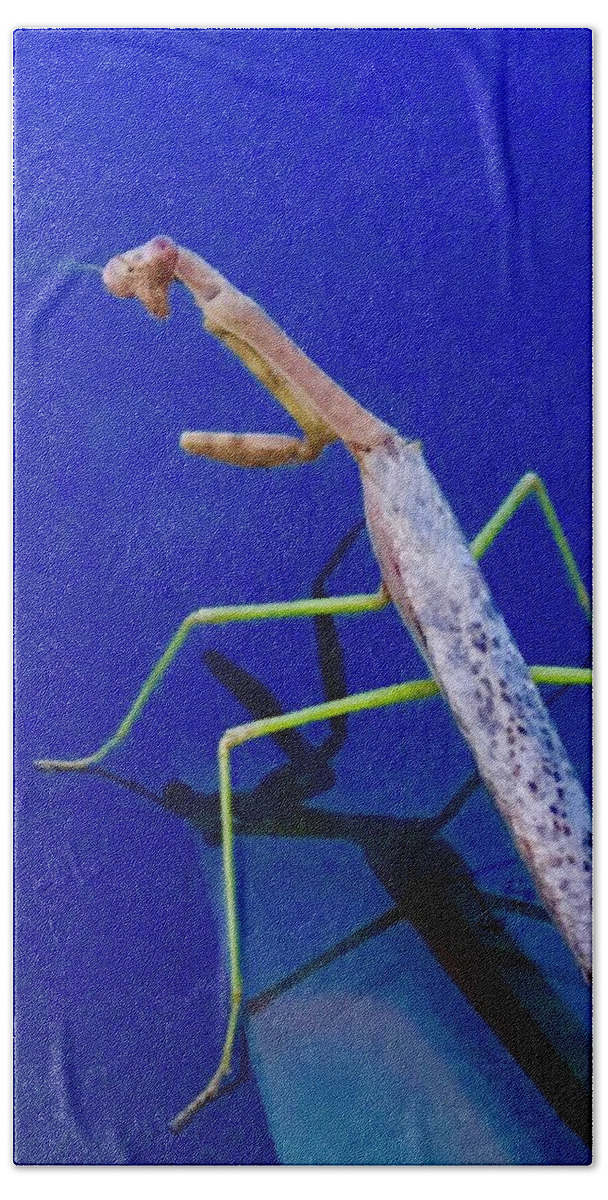 Praying Mantis Hand Towel featuring the photograph Strange Encounter by Debra Grace Addison
