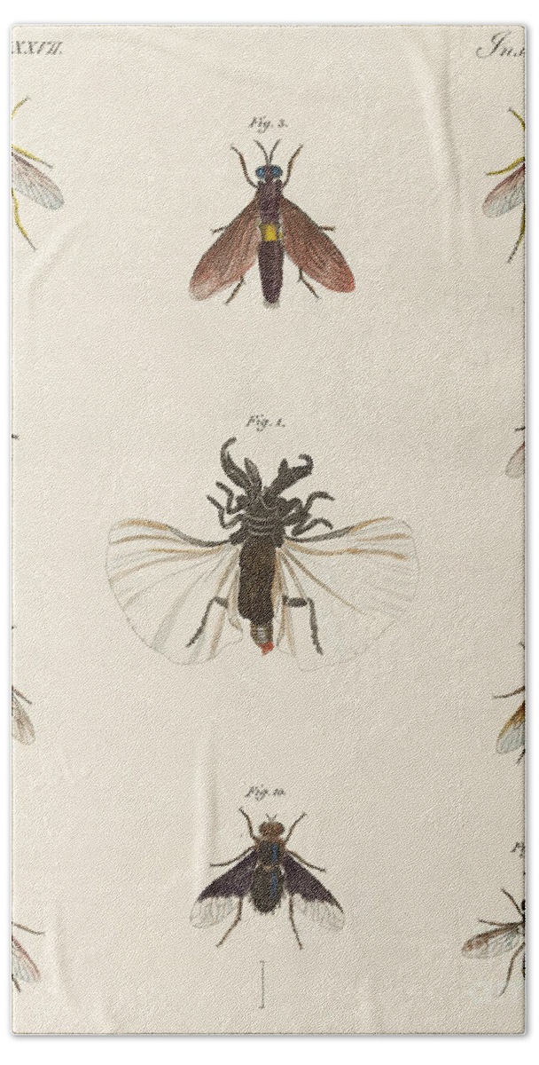 Insect Art Bath Towel featuring the drawing Strange two-winged insects by German School