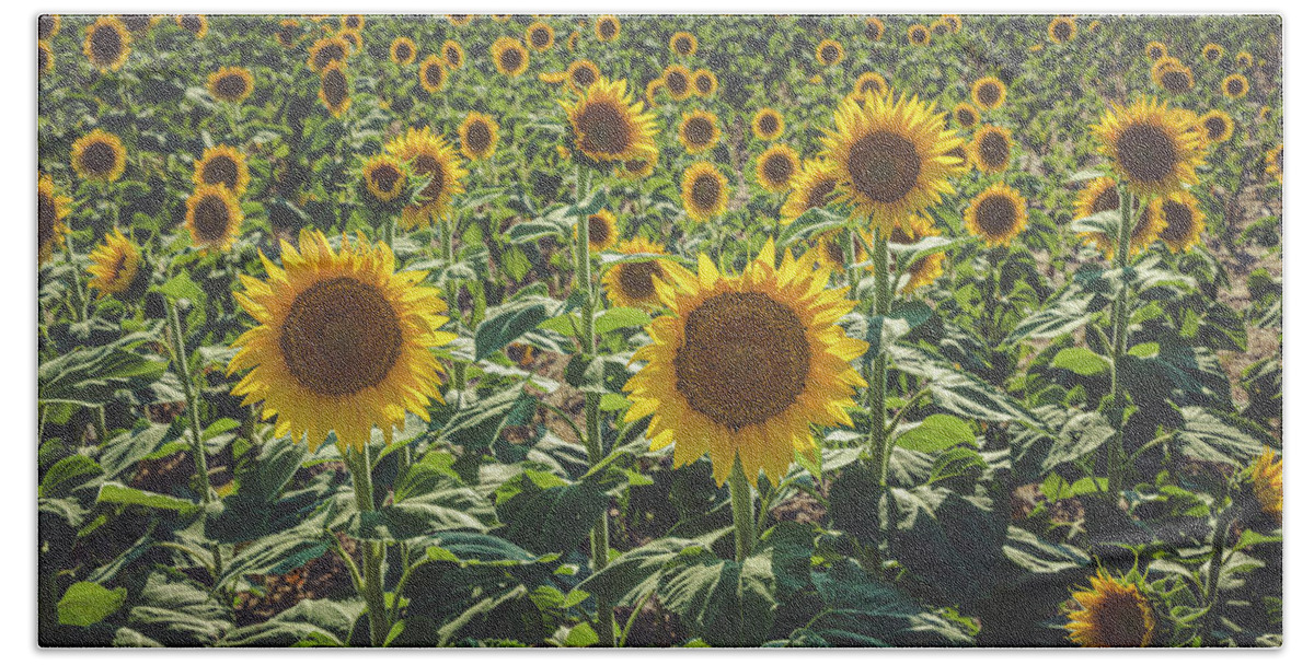 Colorado Bath Towel featuring the photograph Summer in the Sunflower Fields by Teri Virbickis