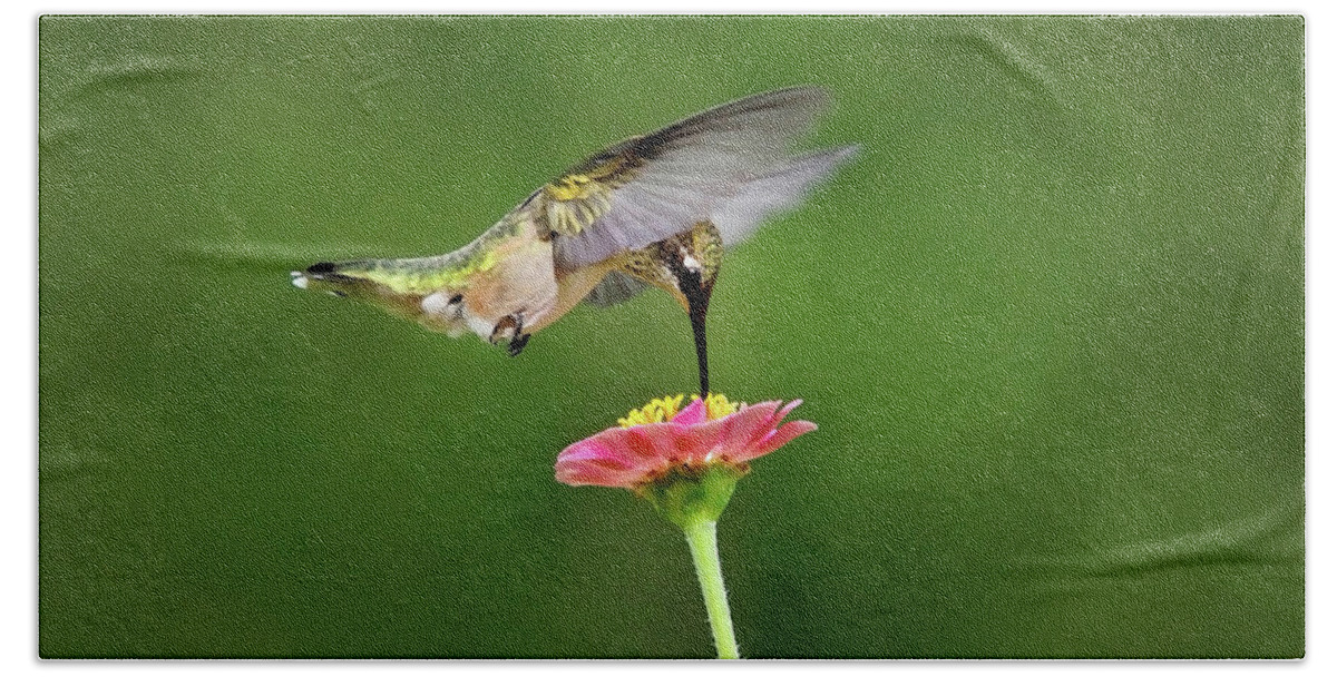 Hummingbird Bath Towel featuring the photograph Sun Sweet by Christina Rollo