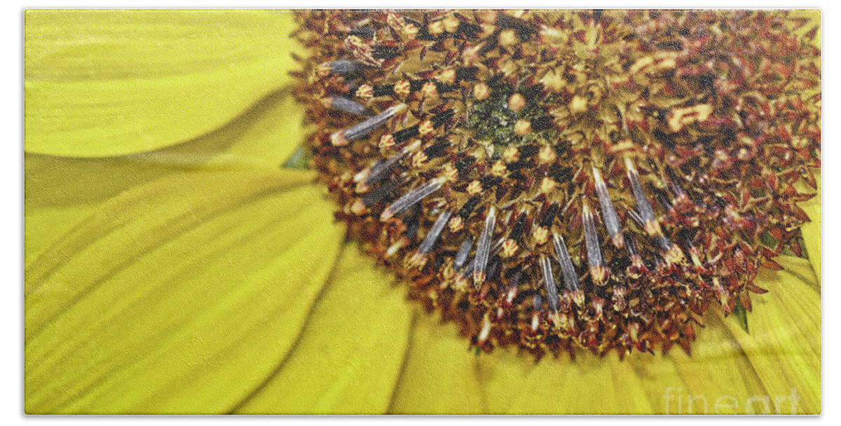 Flower Hand Towel featuring the photograph Sunflower closeup by Elaine Manley