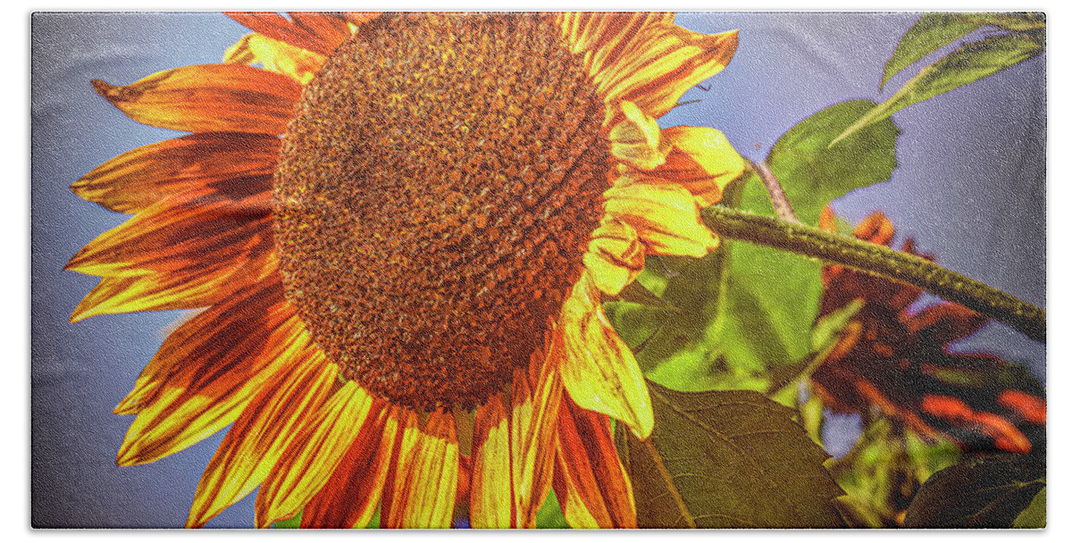 Sunflower Hand Towel featuring the photograph Sunflower #j1 by Leif Sohlman
