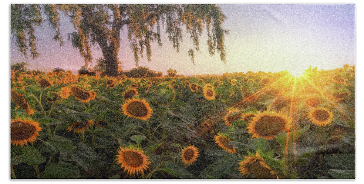 Landscape Hand Towel featuring the photograph Sunflowers and a Burst by Laura Macky