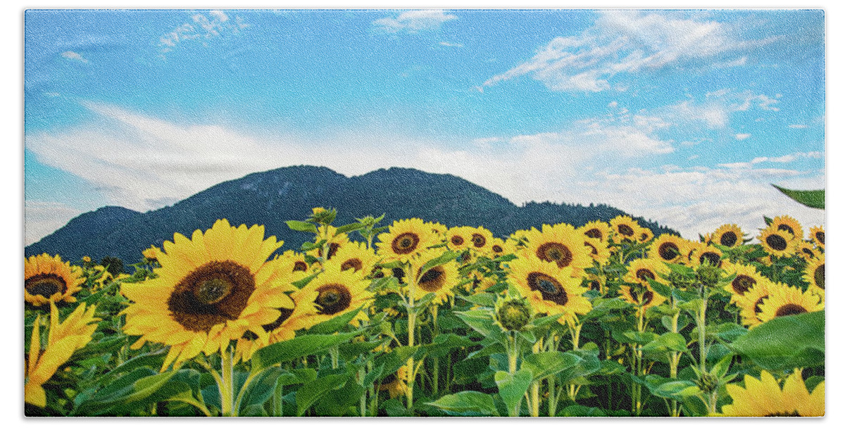 Sunflower Field Bath Towel featuring the photograph Sunflowers under blue skys by David Lee