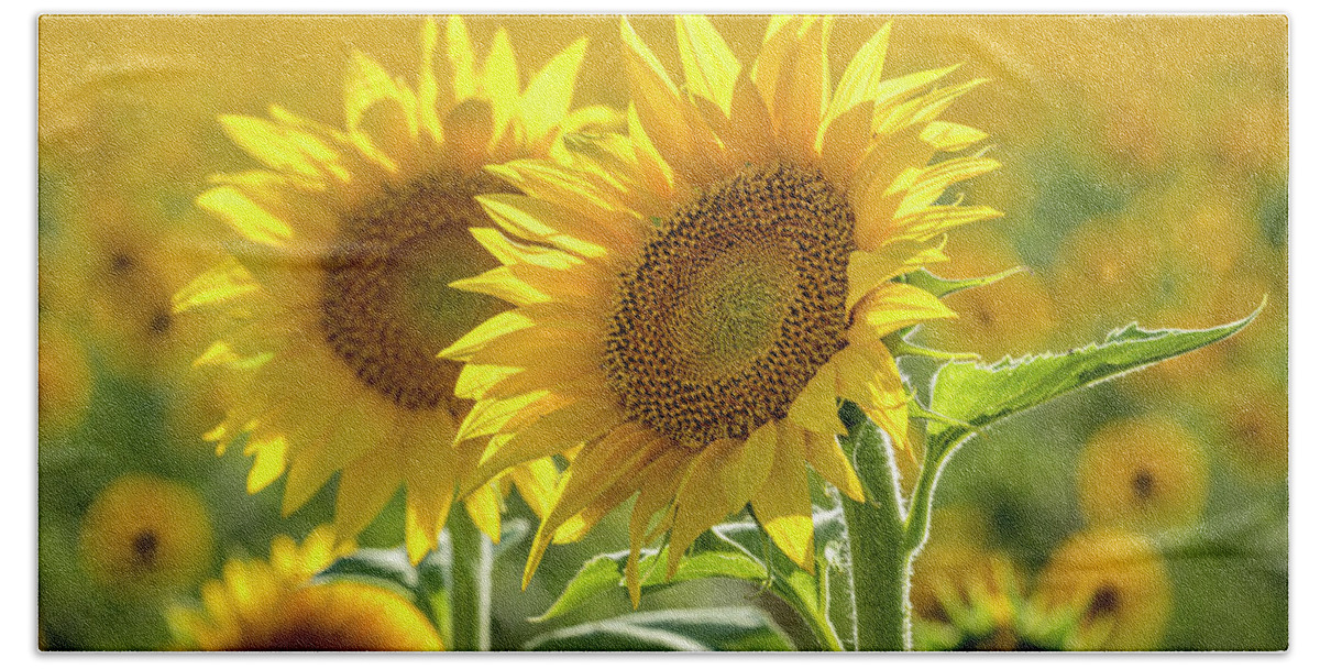 Colorado Bath Towel featuring the photograph Sunny Afternoon Sunflower by Teri Virbickis