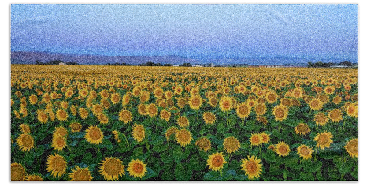 Sunrise Sunflower Field 2 Bath Towel featuring the photograph Sunrise Sunflower Field 2 by Lynn Hopwood