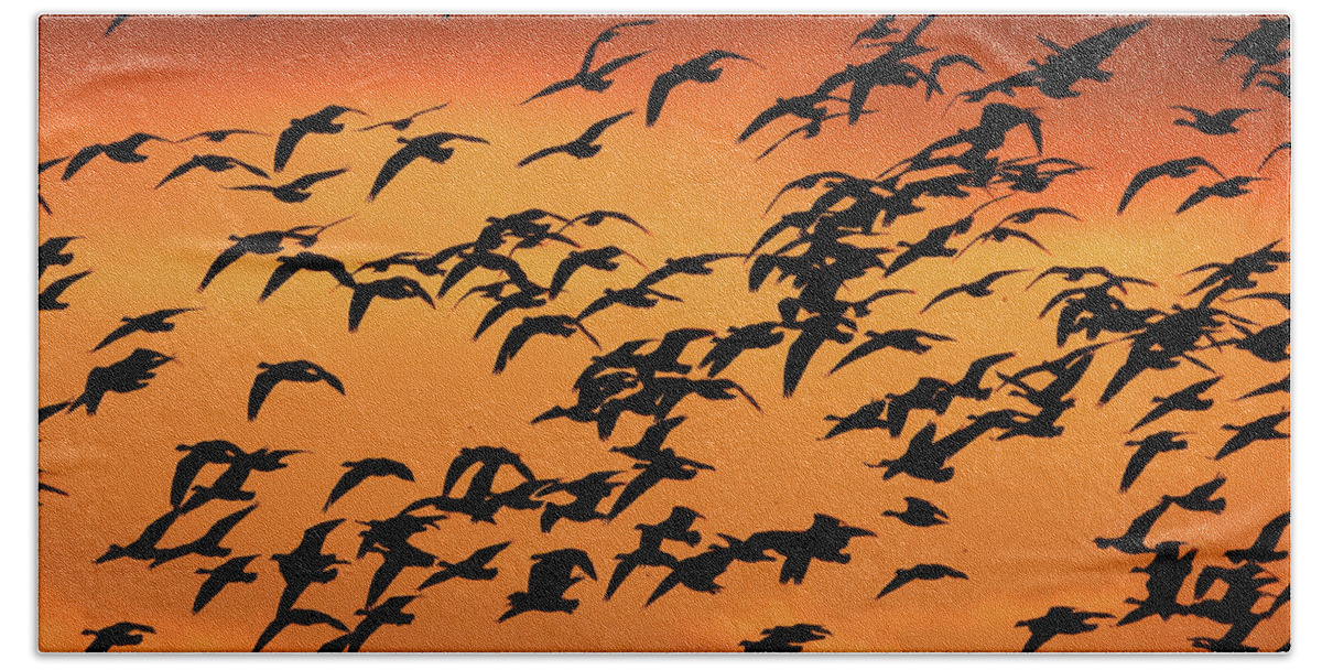 Canadian Geese Bath Towel featuring the photograph Sunset Flyby by Scott Cameron