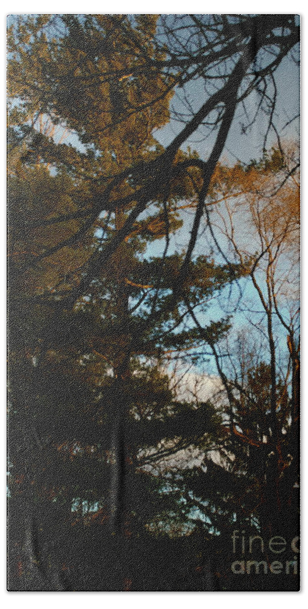 Nature Bath Towel featuring the photograph Sunset Through the Branches by Frank J Casella