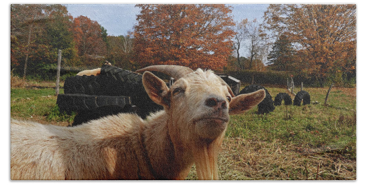 Vermont Bath Towel featuring the photograph Sup goat by Toby McGuire