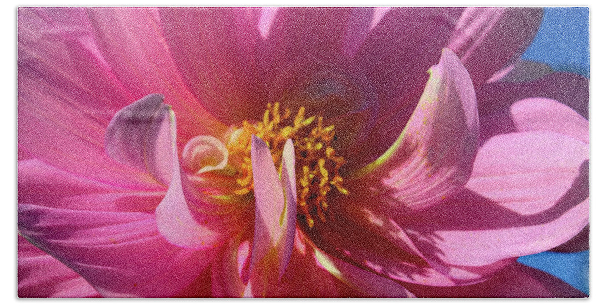 Floral Hand Towel featuring the photograph Super Pink Dahlia by Cathy Anderson