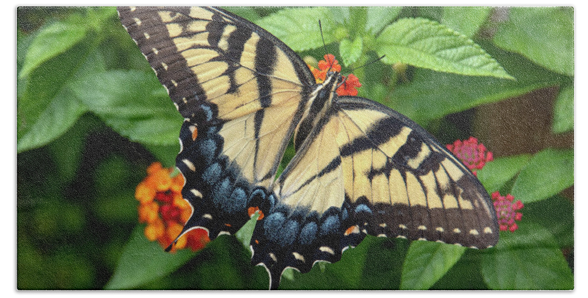 Butterfly Bath Towel featuring the photograph Swallowtail #3 by Minnie Gallman