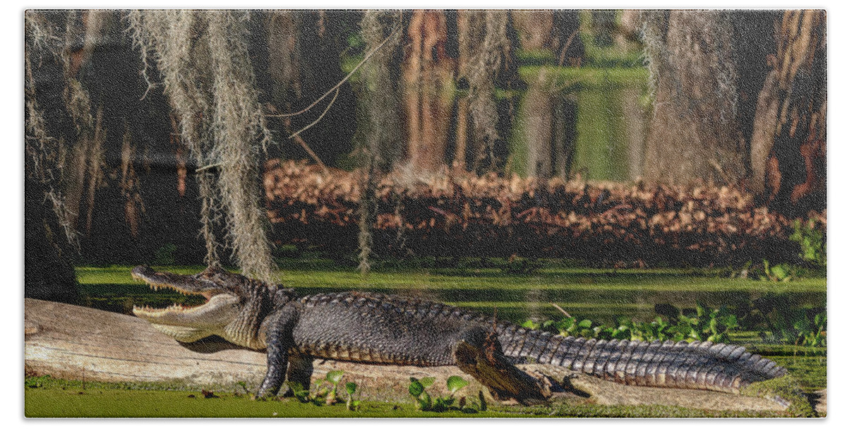 Wildlife Bath Towel featuring the photograph Swamp Gator by JASawyer Imaging