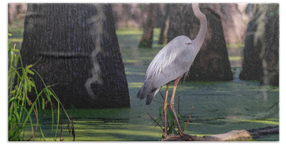 Great Blue Heron Hand Towel featuring the photograph Swamp Heron by JASawyer Imaging
