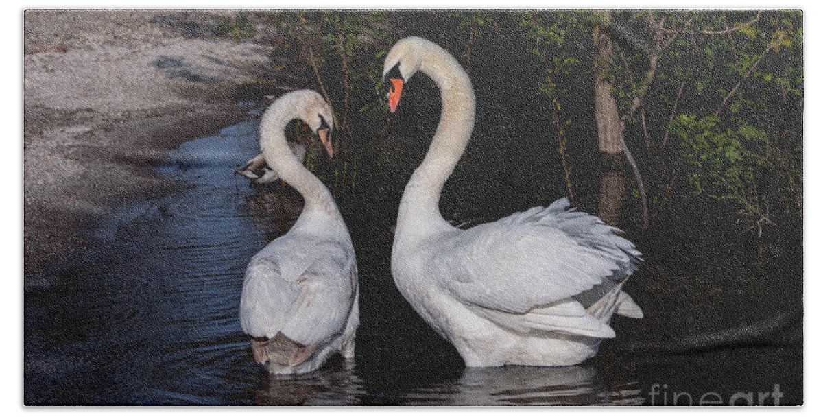 Photography Hand Towel featuring the photograph Swan Courtship Dance by Alma Danison