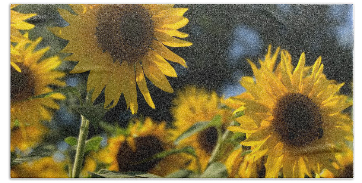 Sunflowers Bath Towel featuring the photograph Sweet Sunflowers by Lora J Wilson