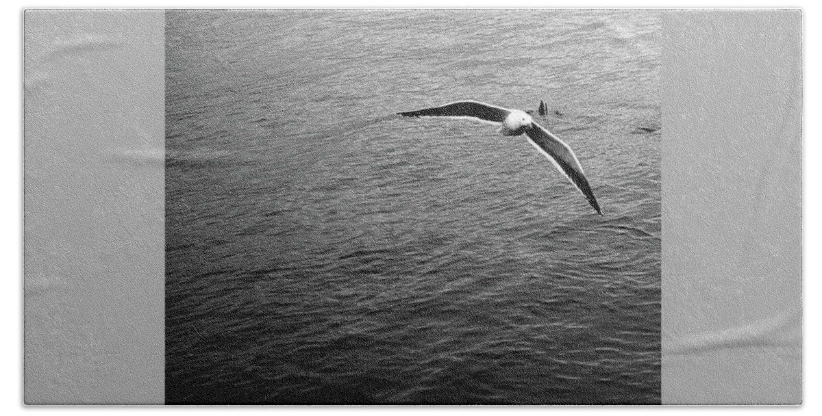 Film. Seagull Hand Towel featuring the photograph Swooping in by Lora Lee Chapman