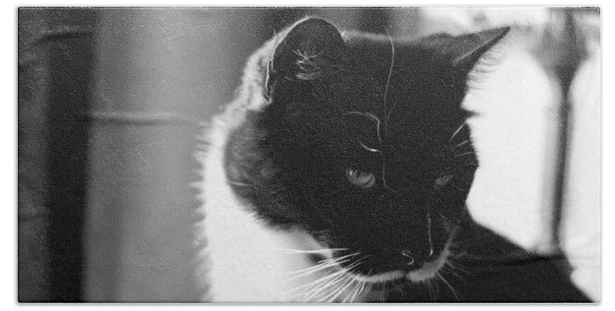Tuxedo Cat Bath Towel featuring the photograph Sylvester by Sandra Dalton