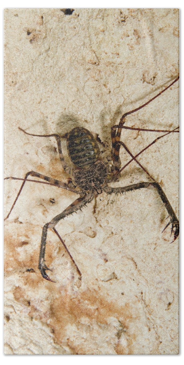 Africa Bath Towel featuring the photograph Tailless Whip Scorpion by Ivan Kuzmin