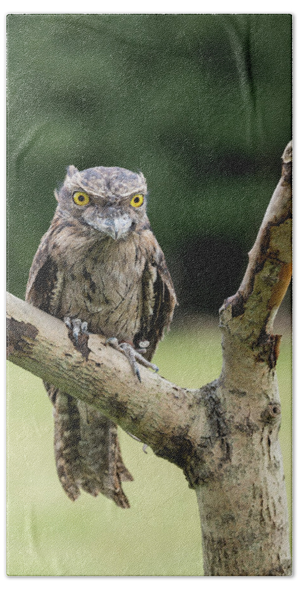 Tawny Frogmouth Owl Bath Towel featuring the photograph Tawny Frogmouth by Nigel R Bell