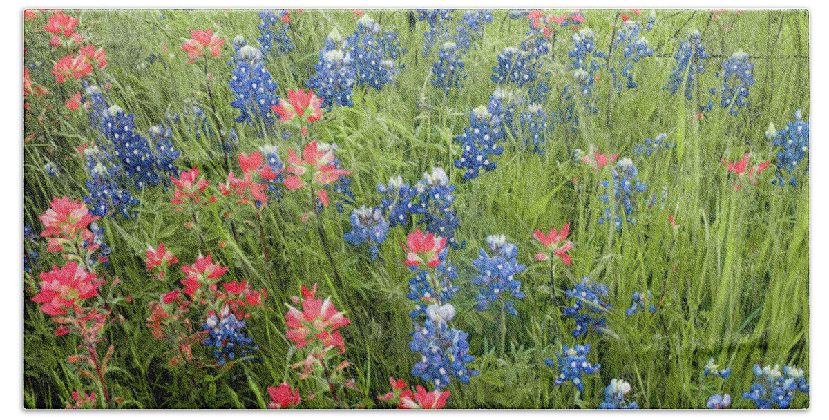 Texas Hand Towel featuring the photograph Texas Bluebonnets and Indian Paintbrushes in Spring Bloom by Gregory Ballos