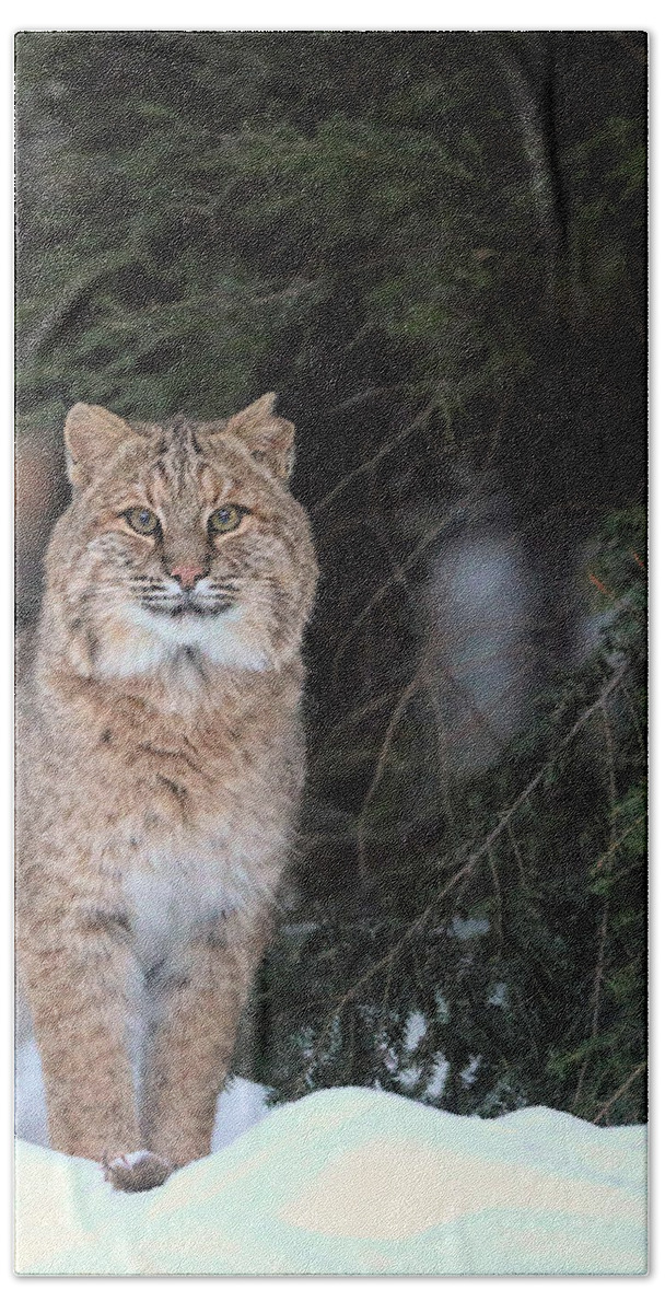 Bobcat Hand Towel featuring the photograph The Bobcat Has a Mouse by Duane Cross