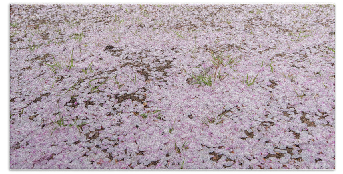 The cherry blossom petals fell to the ground, like a carpet of cherry  blossoms. Bath Towel by Yao chung Hsu - Pixels