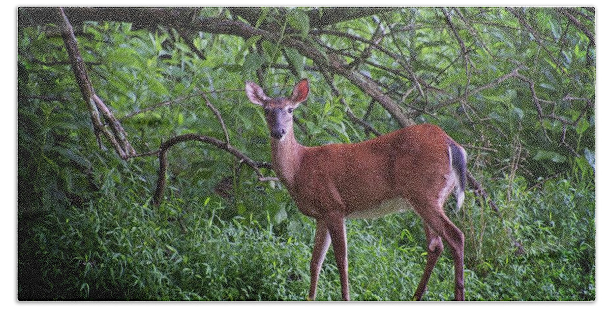 Wildlife Bath Towel featuring the photograph The Doe by John Benedict