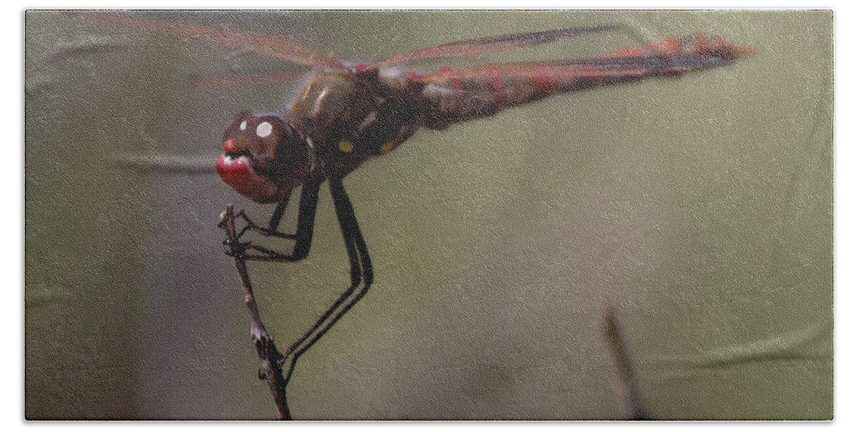 Dragonfly Bath Towel featuring the photograph The Dragonfly's Eyes by Jonathan Thompson