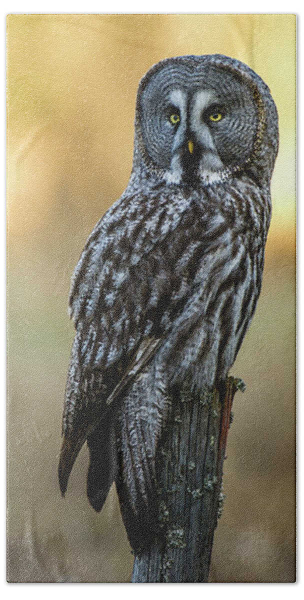 Great Grey Perching Bath Towel featuring the photograph The Great Gray Owl in the morning by Torbjorn Swenelius