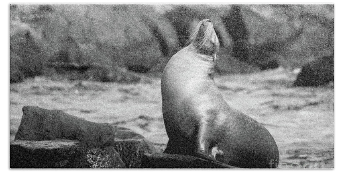 Sea Lion Hand Towel featuring the photograph The King by Becqi Sherman