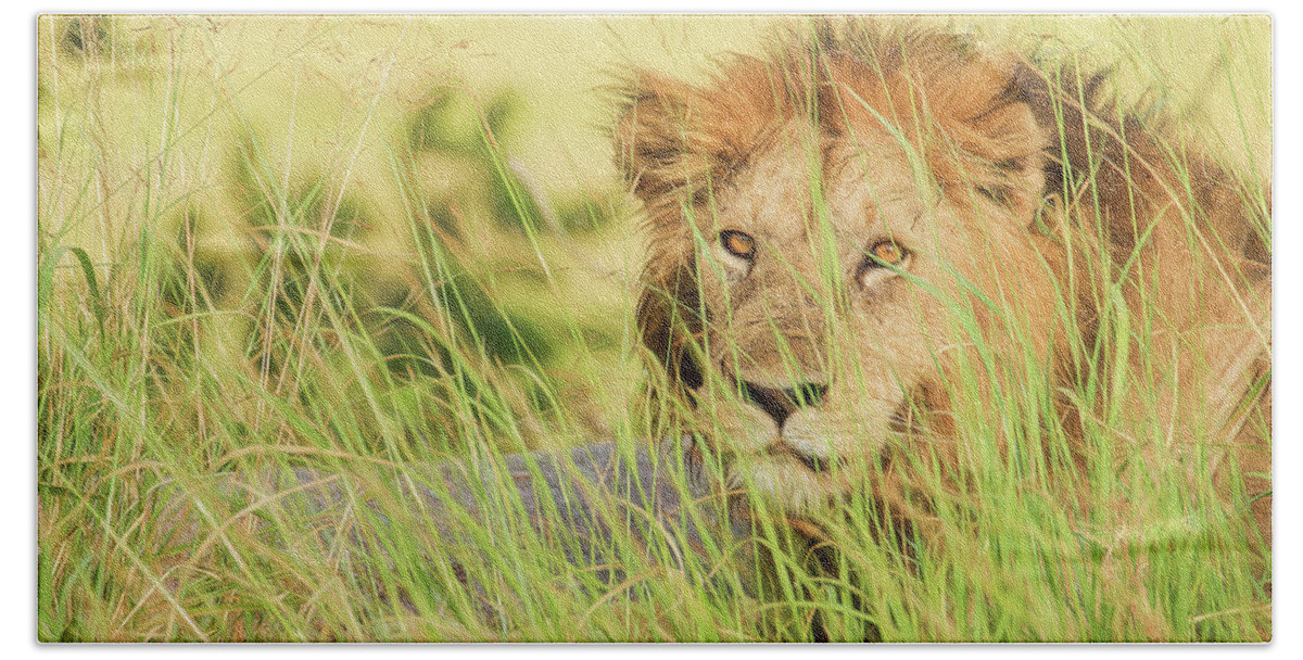 Lion Hand Towel featuring the photograph The King by Gaye Bentham
