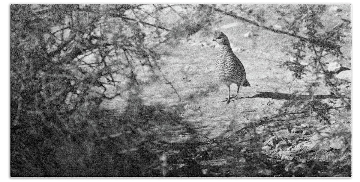 Richard E. Porter Hand Towel featuring the photograph The Loner #0561 - Quail, Terrell County, Texas by Richard Porter