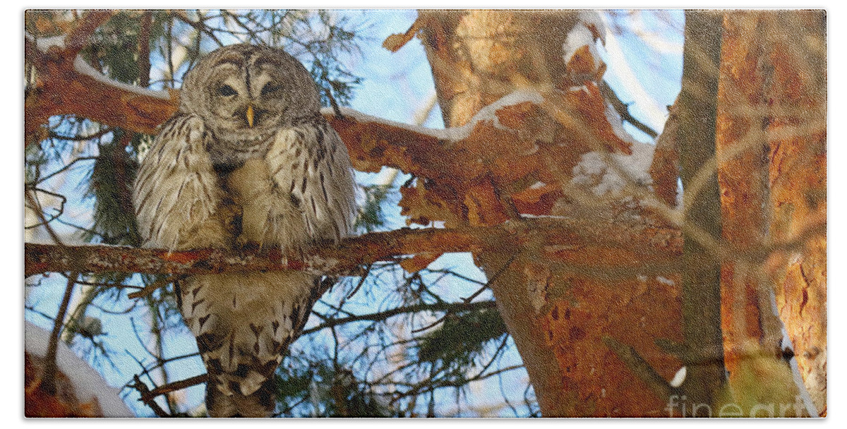 Barred Owl Bath Towel featuring the photograph The owl with one eye by Heather King
