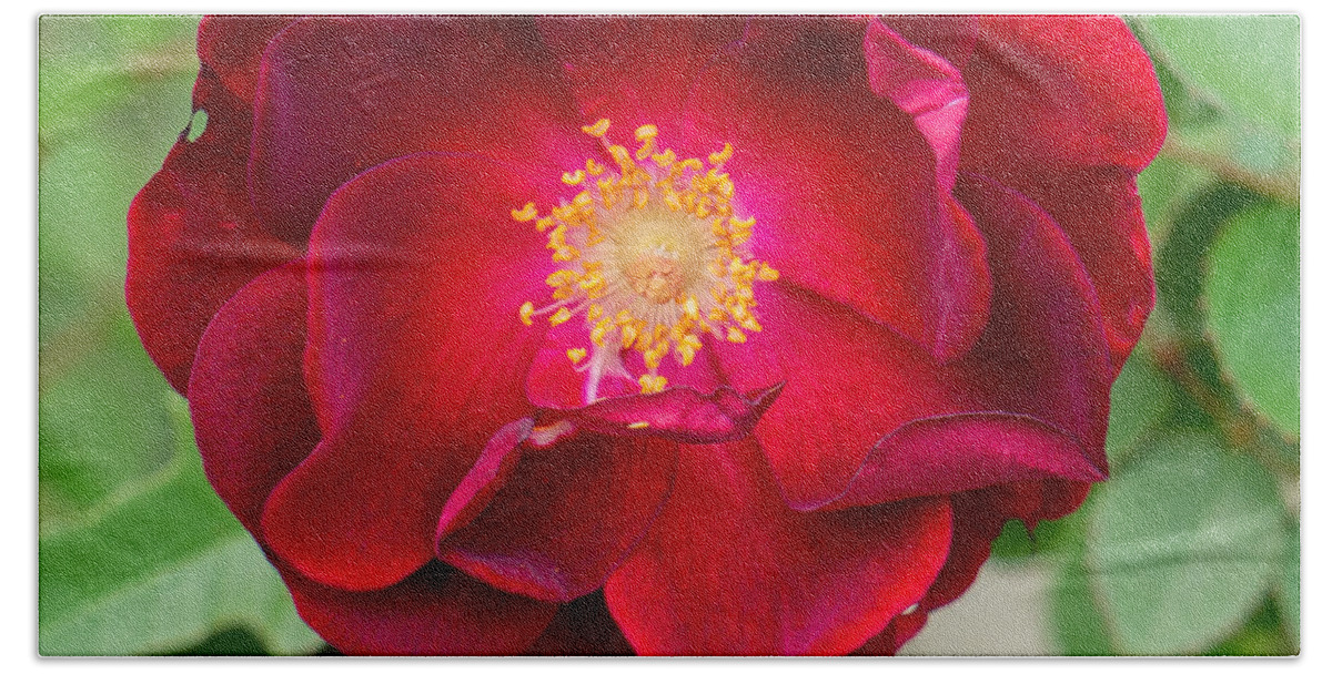 Flower Bath Towel featuring the photograph The Red Rose by Ivars Vilums