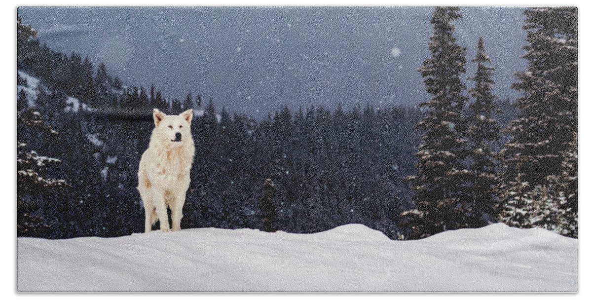 Animals Bath Towel featuring the photograph The Wolf by Evgeni Dinev