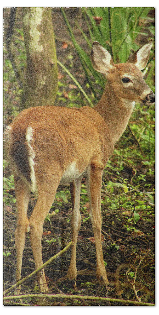 Deer Bath Towel featuring the photograph The Yearling by Michael Allard