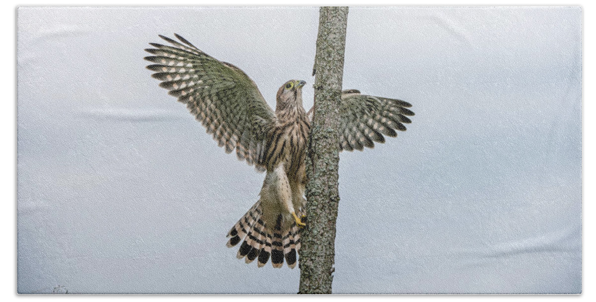 Kestrel Hand Towel featuring the photograph The young Kestrel climb a wooden fence pole by Torbjorn Swenelius