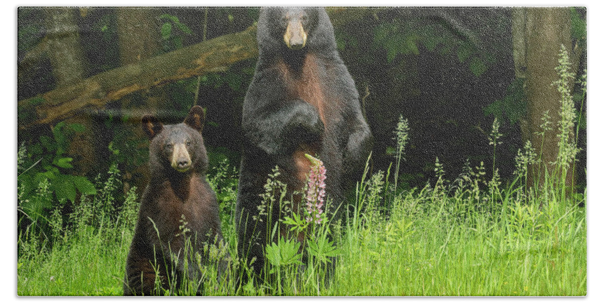 Black Bear Bath Towel featuring the photograph Think I Surprised Them by Duane Cross