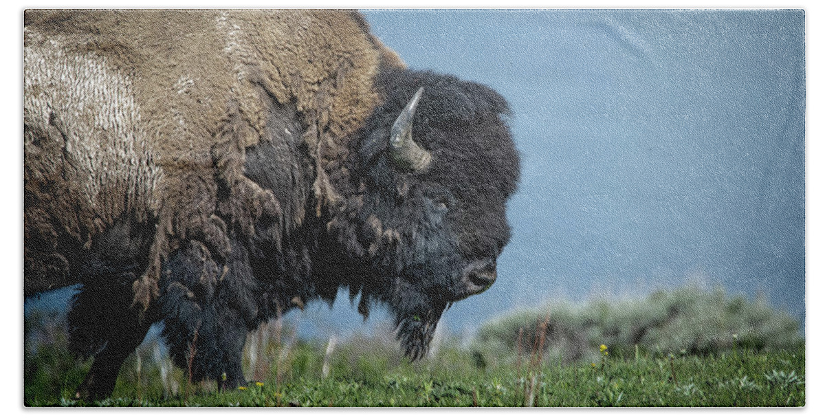 Buffalo Hand Towel featuring the photograph This Big Buffalo Guy by Jeanette Mahoney