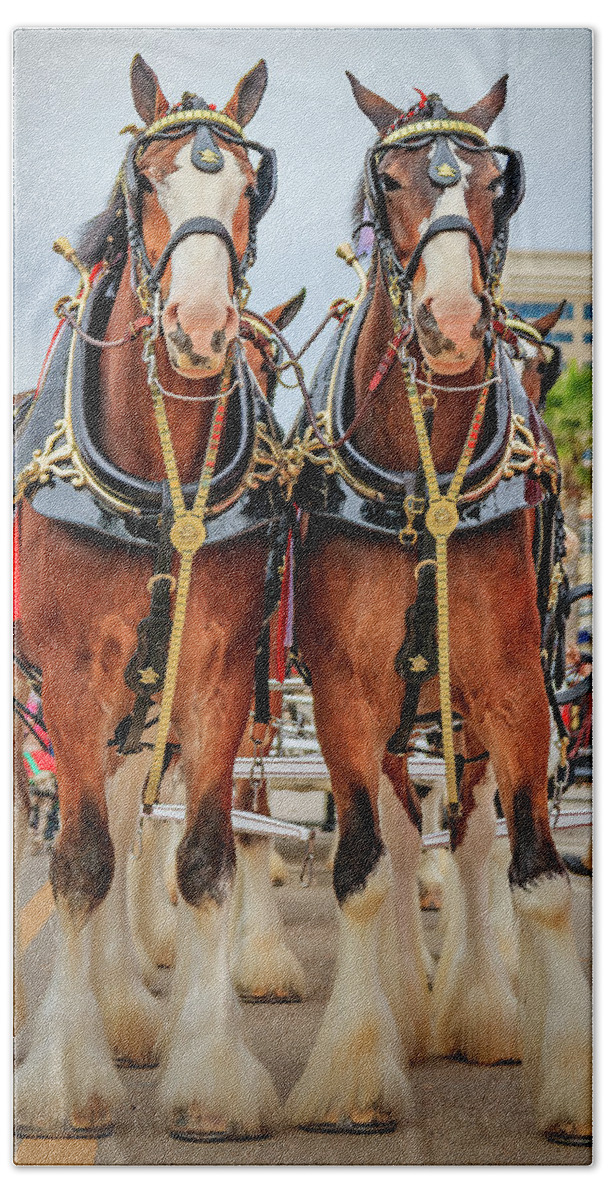 Budweiserclydesdales Hand Towel featuring the photograph This Buds For You by JASawyer Imaging