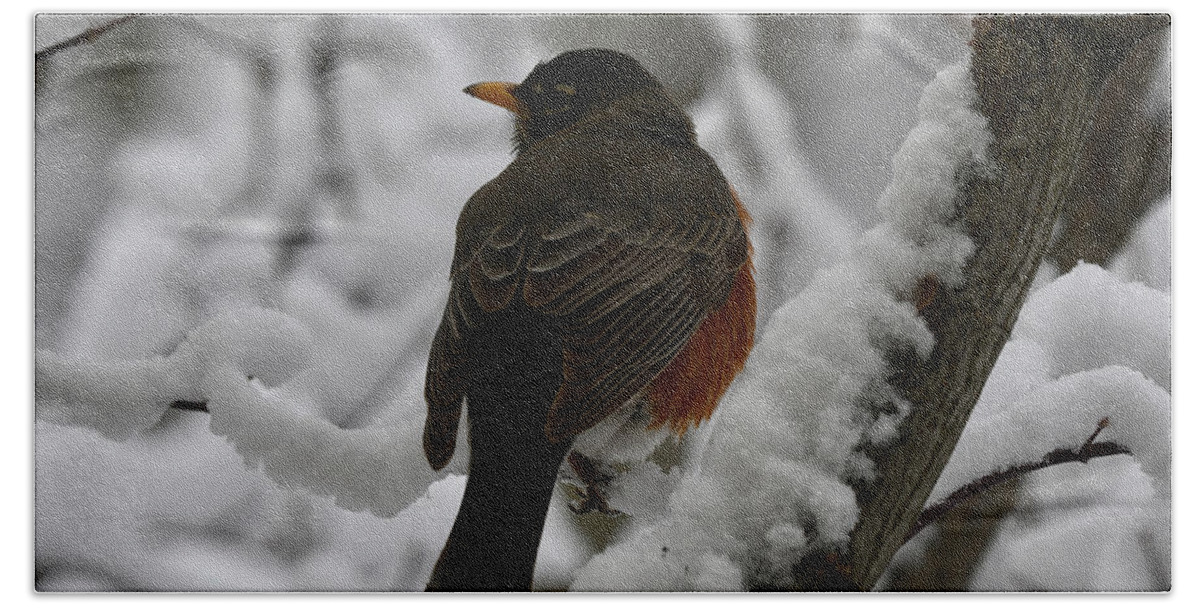 Robin Hand Towel featuring the photograph This is Spring? by Sonja Jones