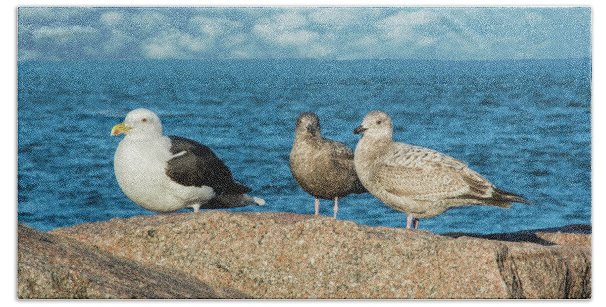Gulls Bath Towel featuring the photograph Three On The Rocks by Cathy Kovarik