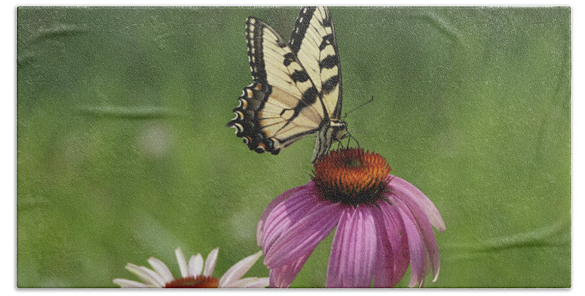 Butterfly Bath Towel featuring the photograph Tiger Swallowtail Butterfly and Coneflowers by Robert E Alter Reflections of Infinity