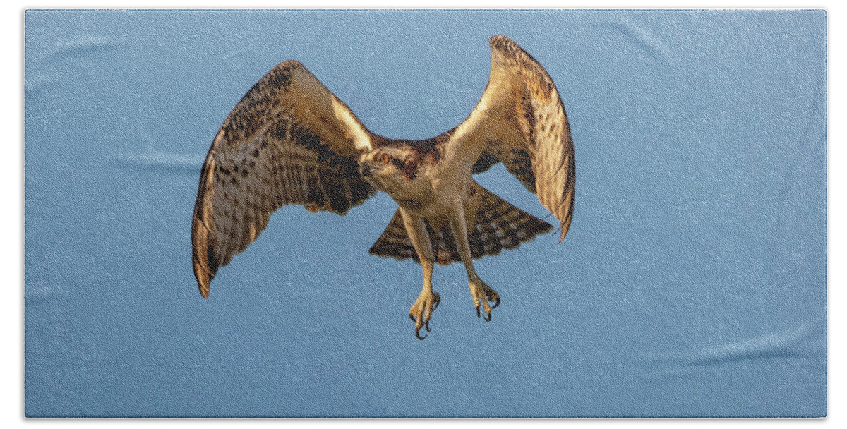 Osprey Bath Towel featuring the photograph Time To Fly by DB Hayes