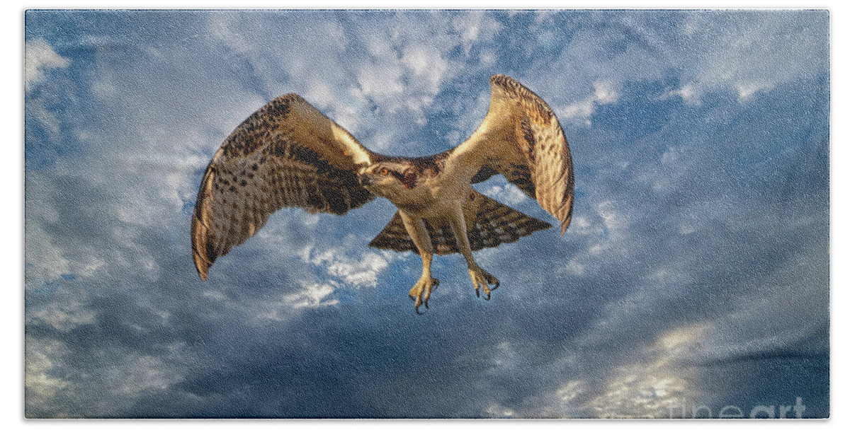 Ospreys Bath Towel featuring the photograph Time To Fly TWO by DB Hayes