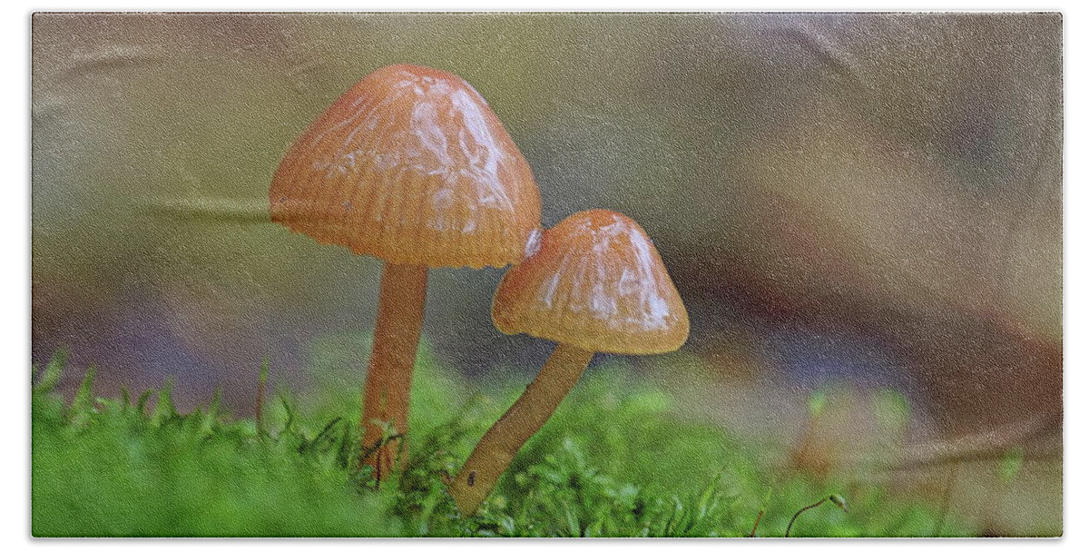 Fungi Bath Towel featuring the photograph Tiny Fungi by Daniel Reed