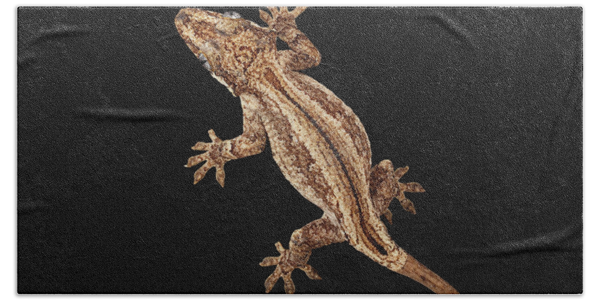 Reptile Hand Towel featuring the photograph Top view of Gargoyle Gecko, Rhacodactylus auriculatus staring Isolated on black background. Native t by Sergey Taran