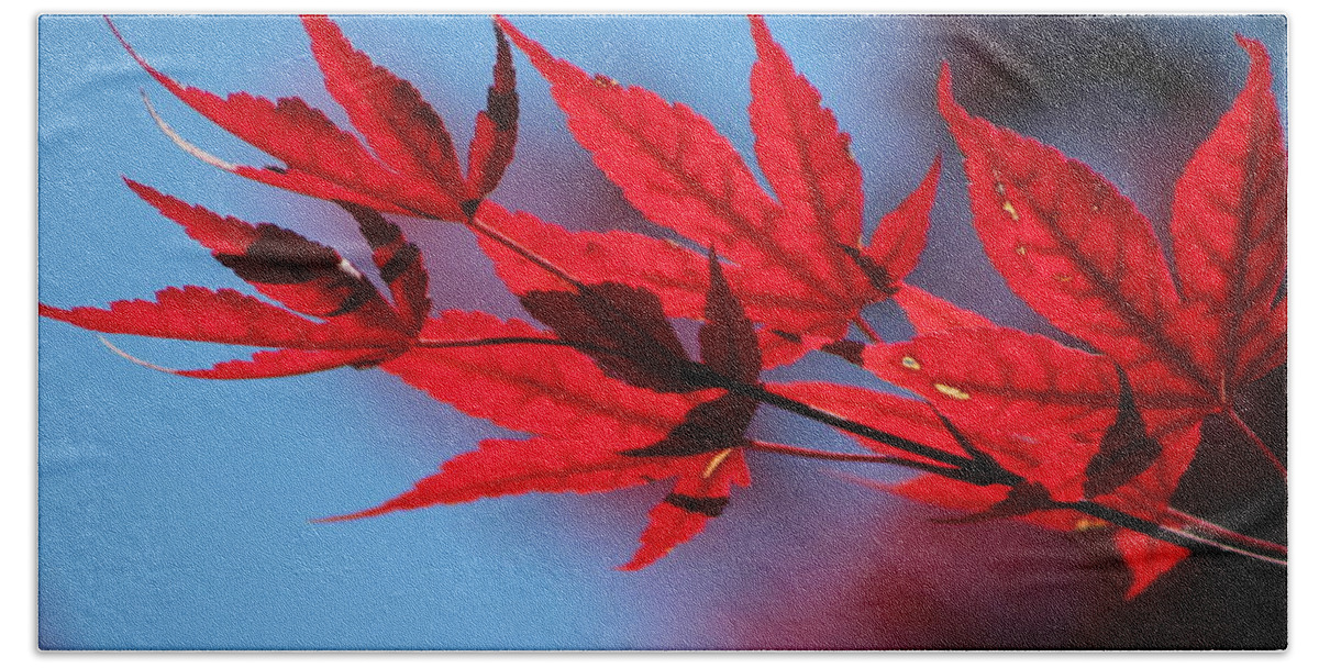Japanese Maple Bath Towel featuring the photograph Torch Red Japanese Maple Leaves on Malibu Blue by Colleen Cornelius