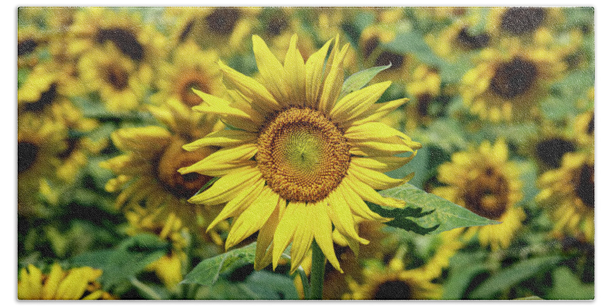 Sunflower Bath Towel featuring the photograph Tournesol Sunflower by Rose Guinther